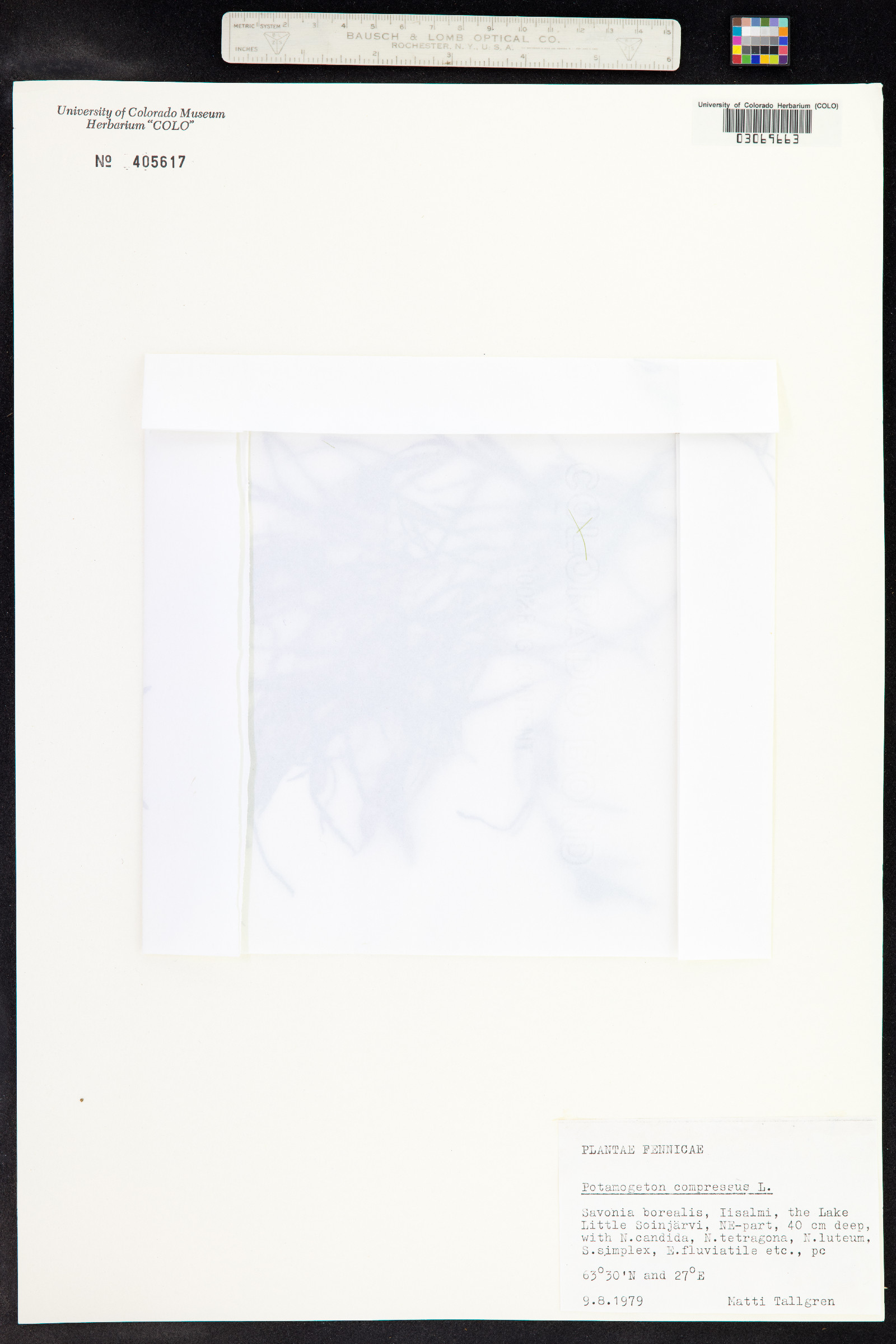 Potamogeton zosteriformis image