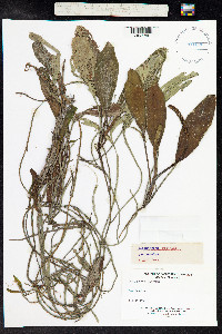 Potamogeton X fluitans image