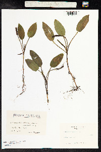 Potamogeton polygonifolius image