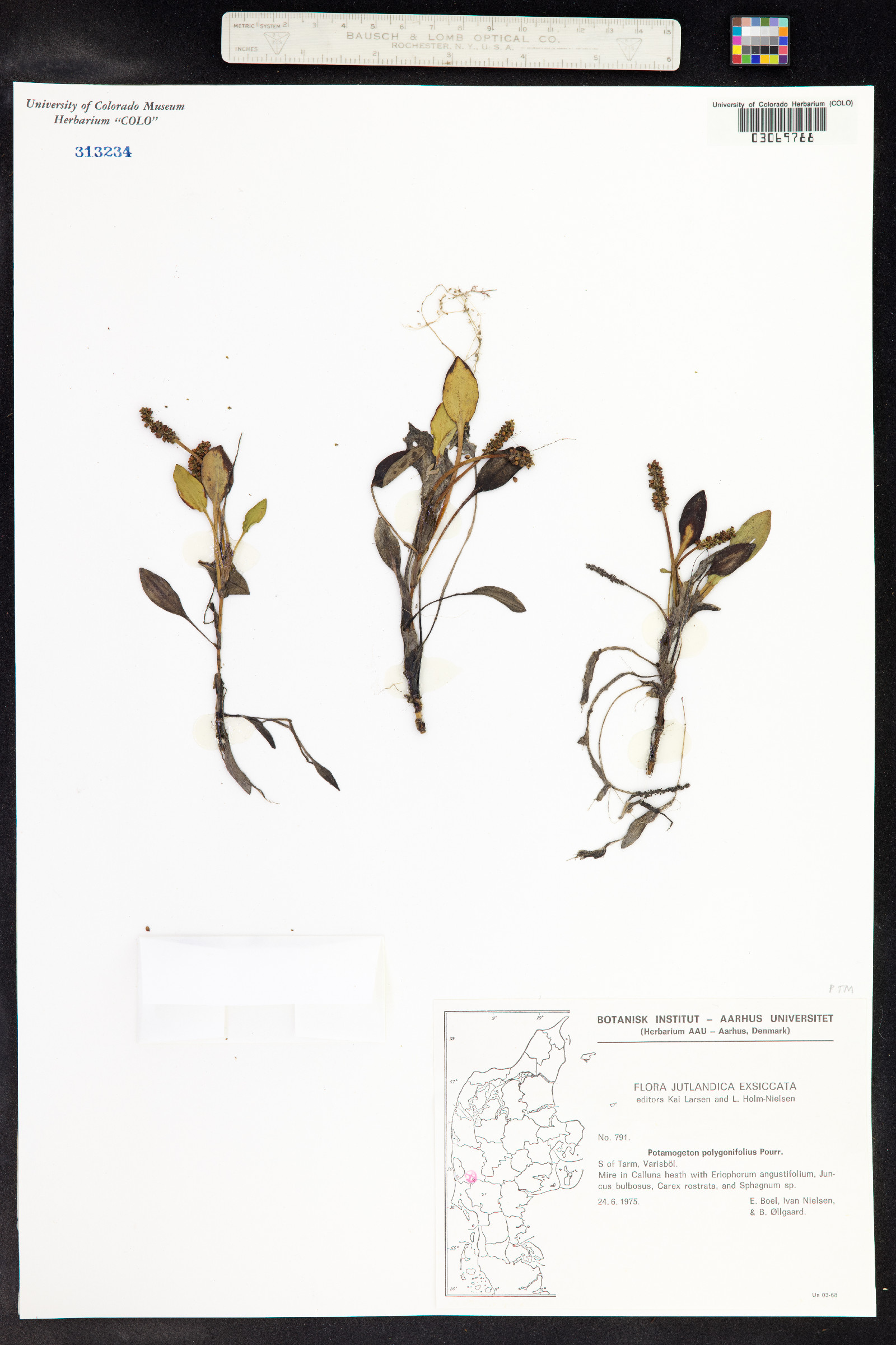 Potamogeton polygonifolius image