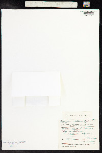 Potamogeton subsibiricus image