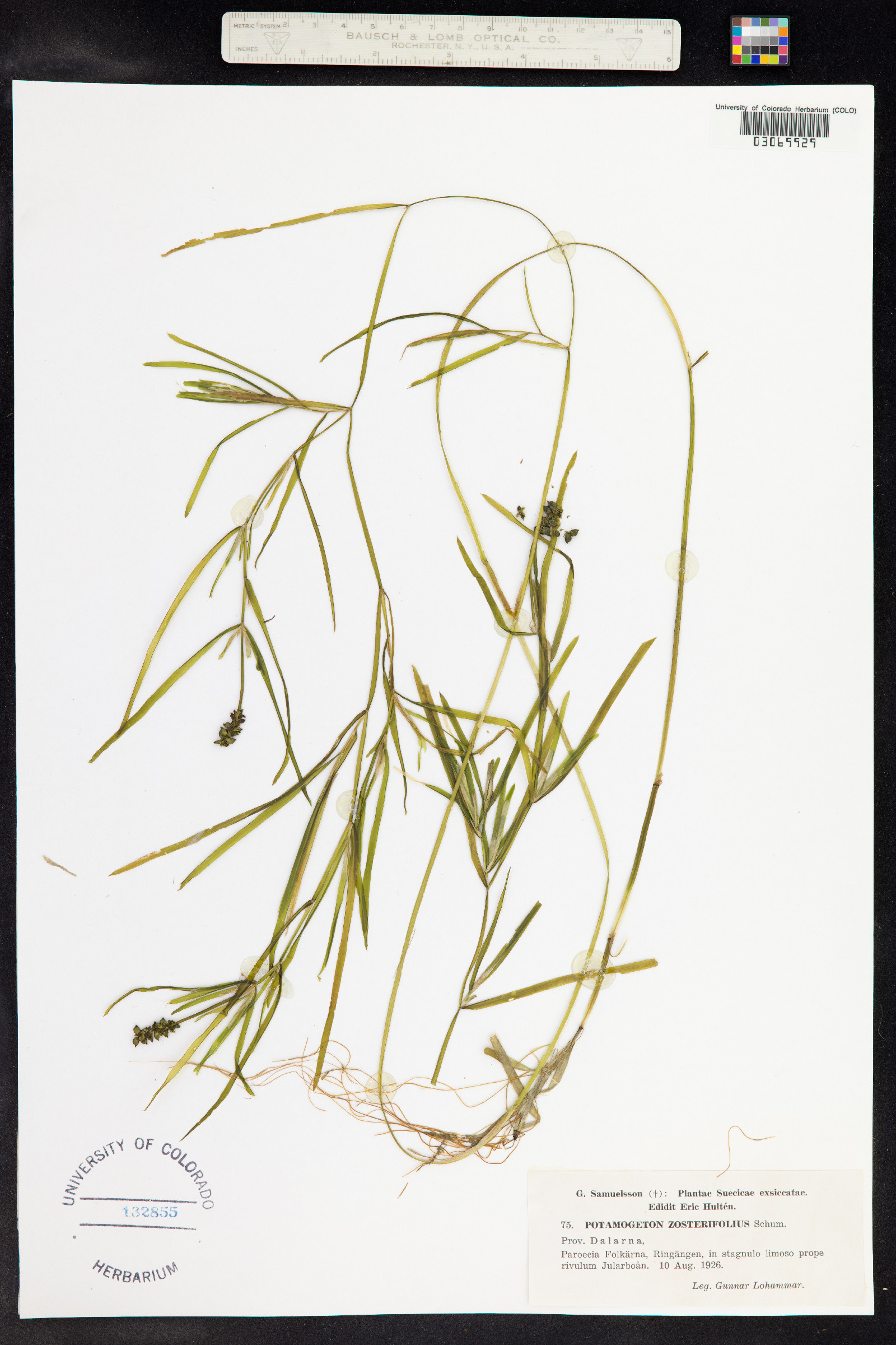 Potamogeton zosterifolius image