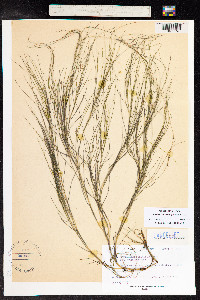 Stuckenia filiformis image