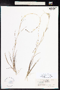 Stuckenia filiformis image