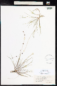 Stuckenia filiformis image