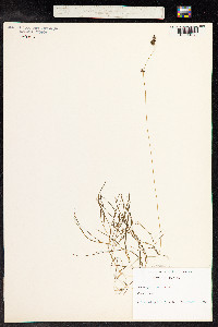 Stuckenia pectinata image