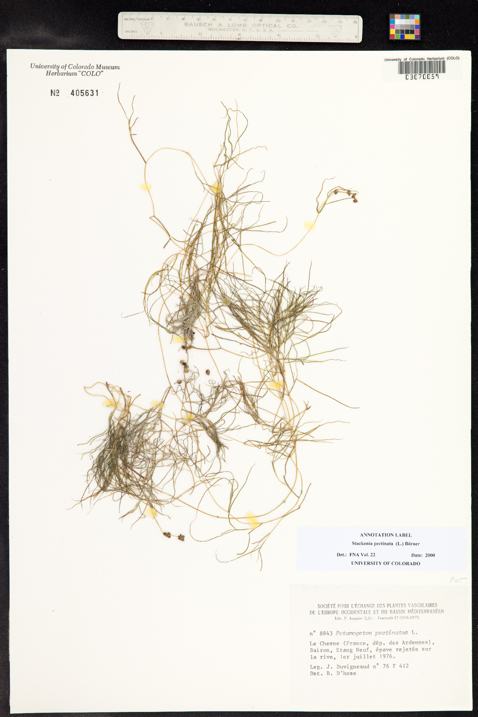 Stuckenia pectinata image