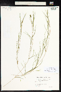 Stuckenia pectinata image