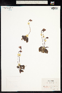 Pinguicula grandiflora image