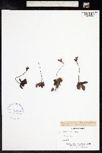 Pinguicula grandiflora image