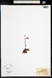 Pinguicula grandiflora image