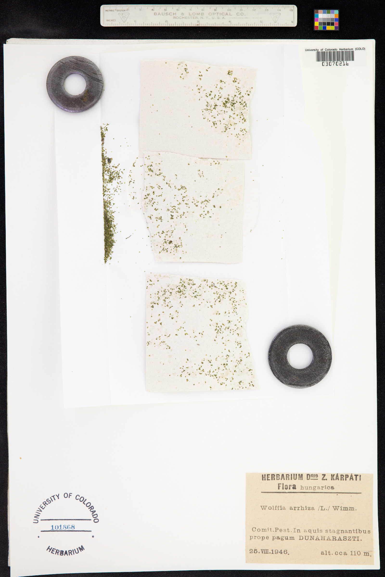 Wolffia arrhiza image