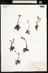 Pinguicula alpina image