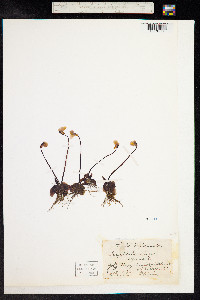 Pinguicula alpina image
