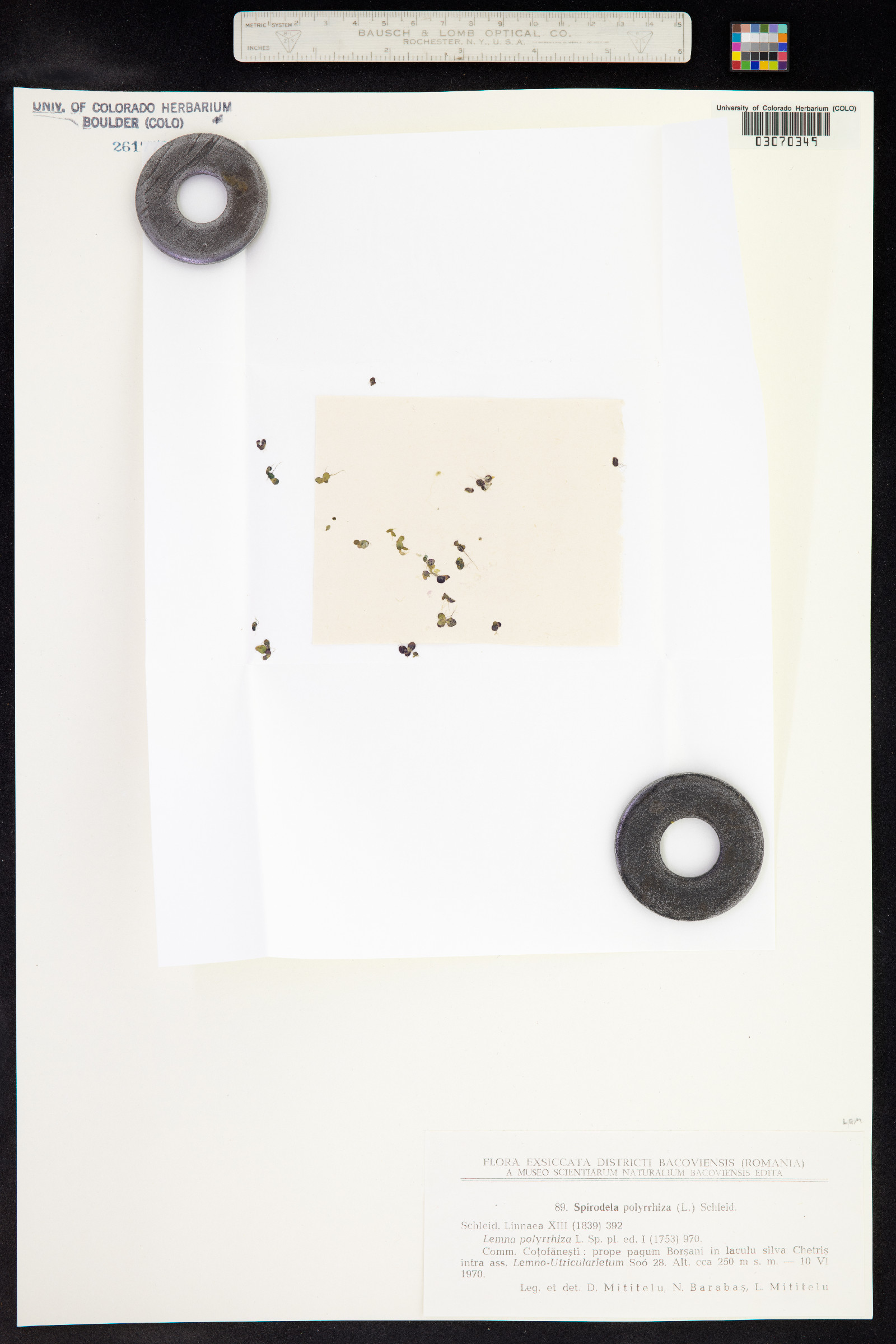 Spirodela polyrrhiza image