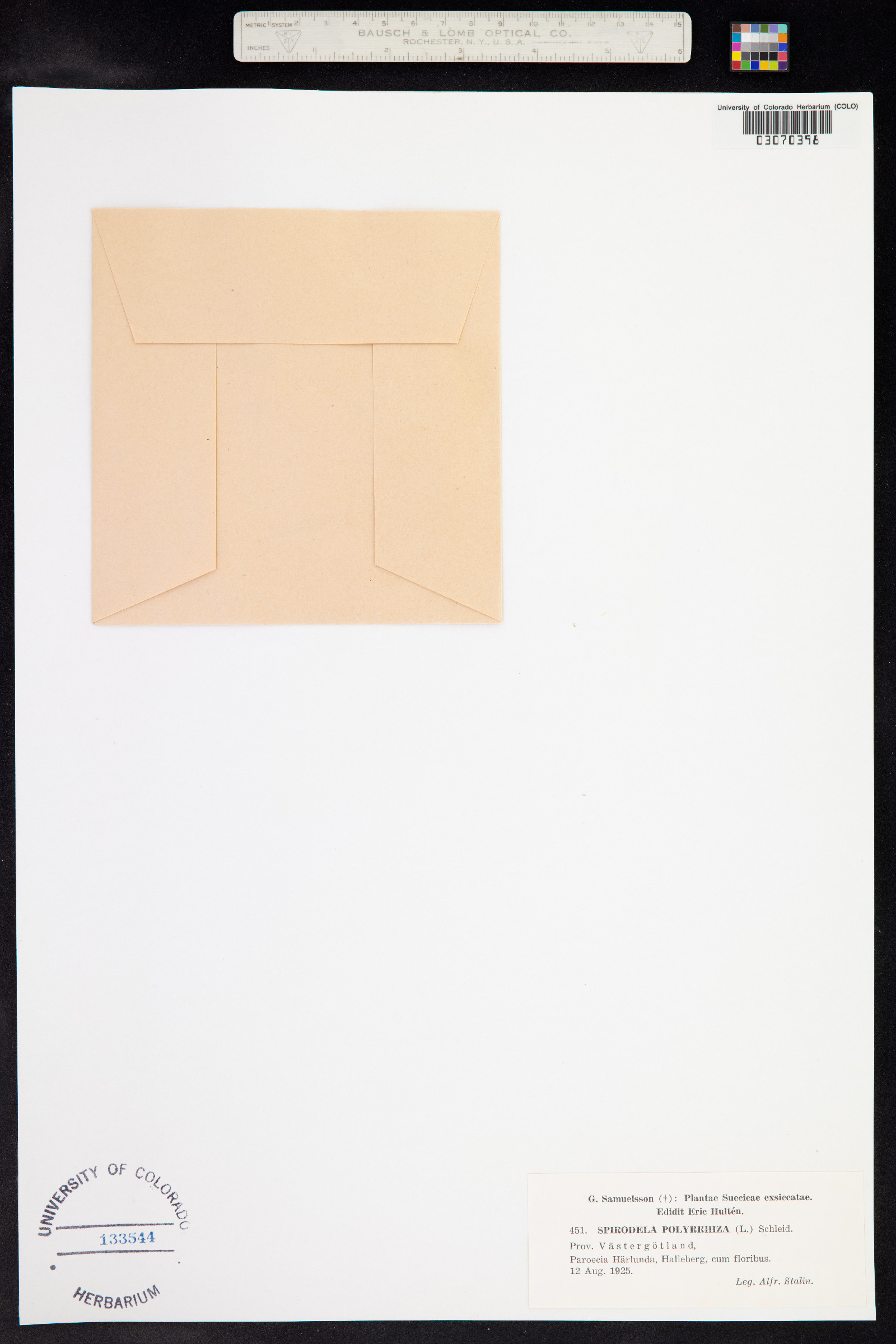 Spirodela image