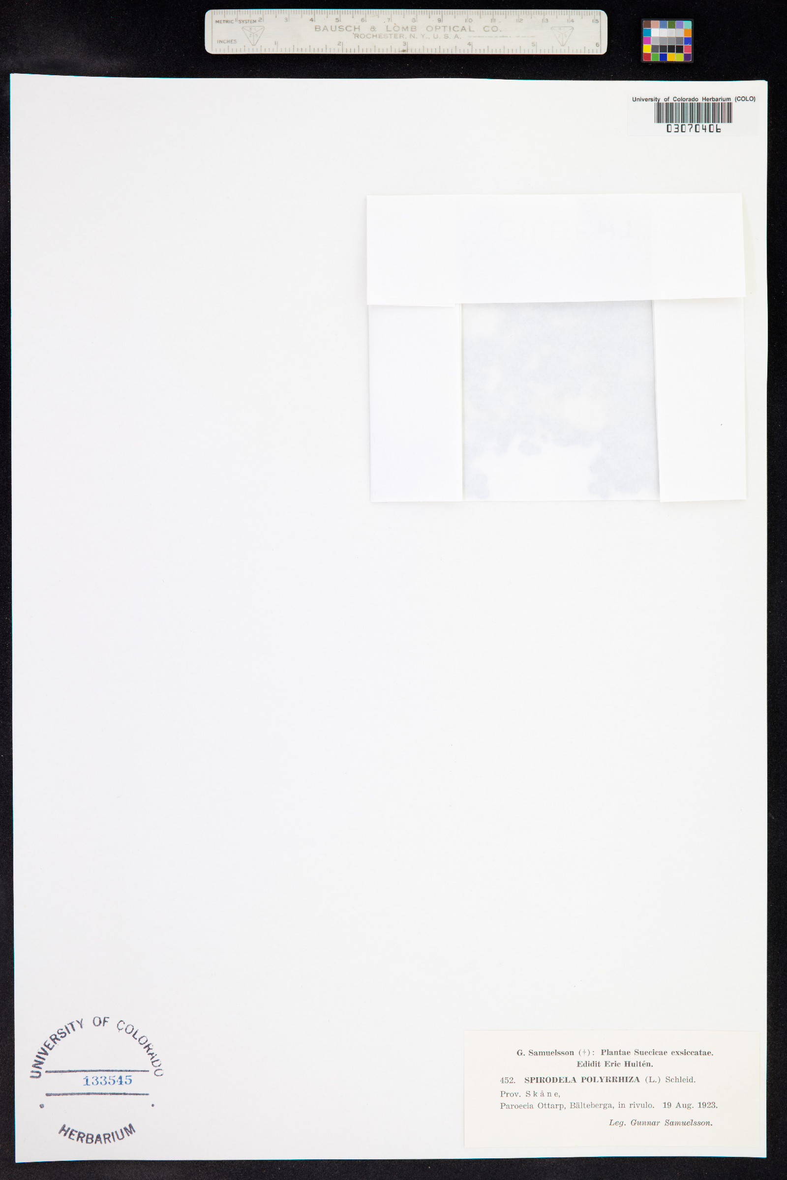 Spirodela polyrrhiza image