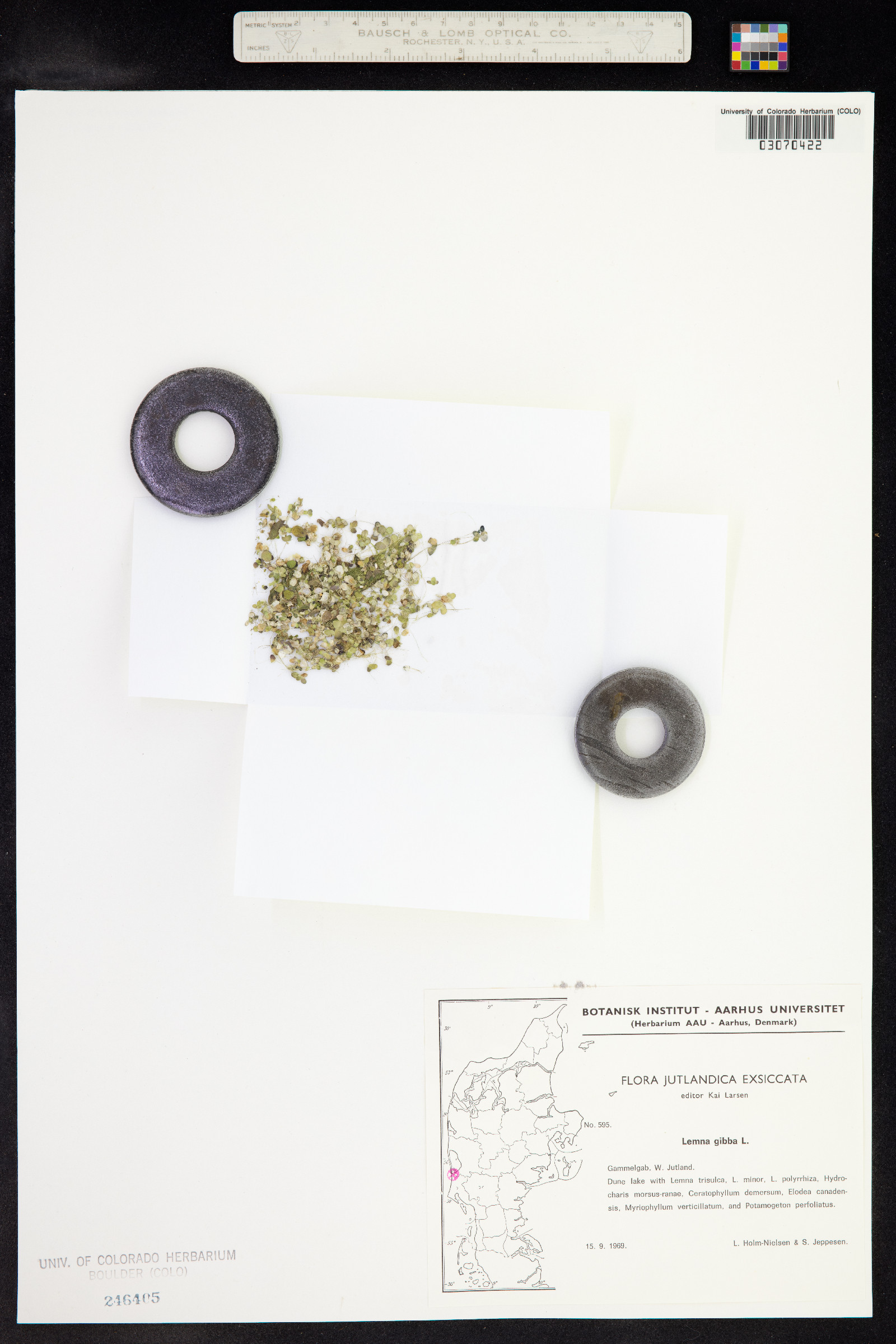 Lemna gibba image
