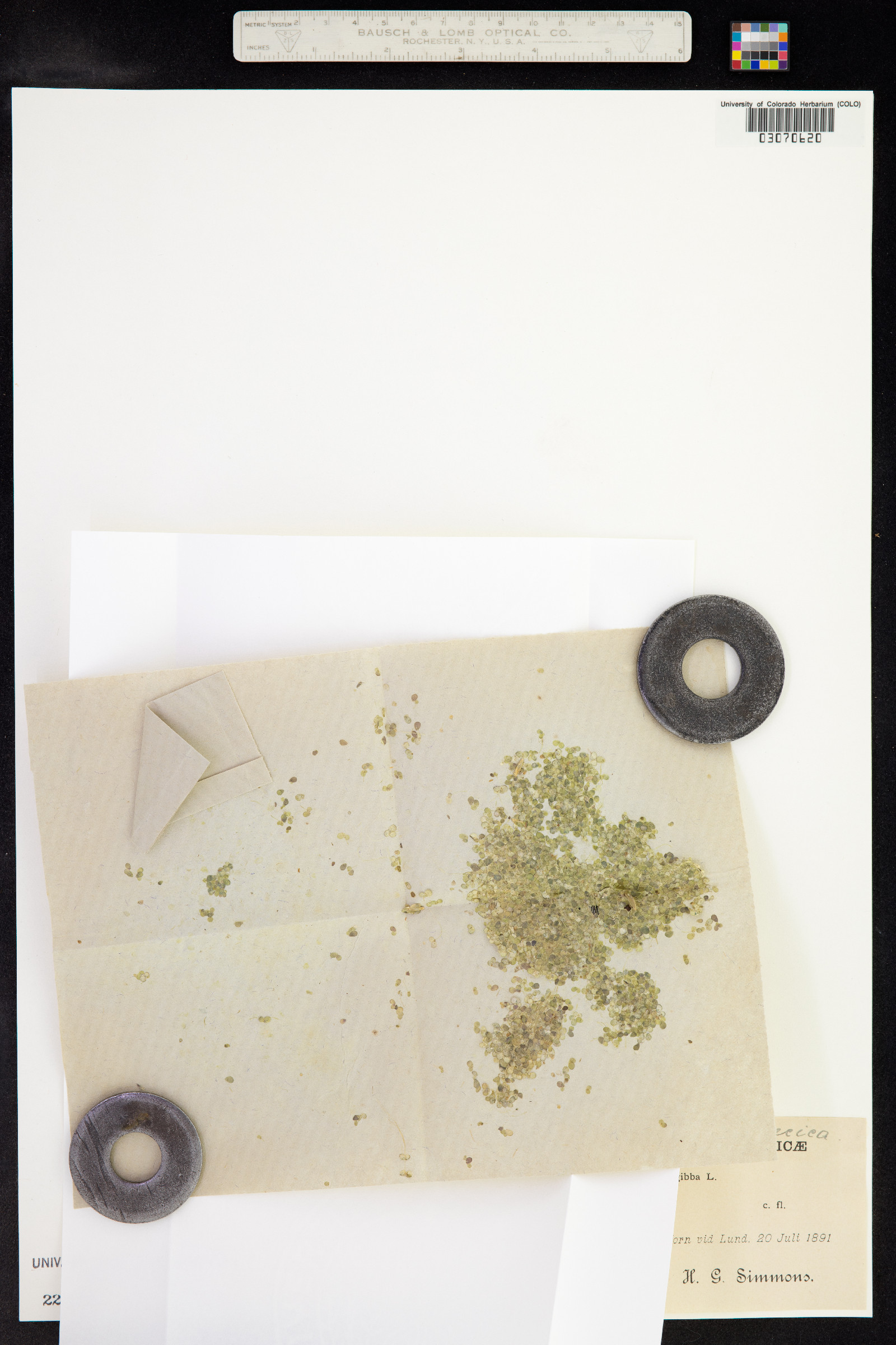 Lemna gibba image