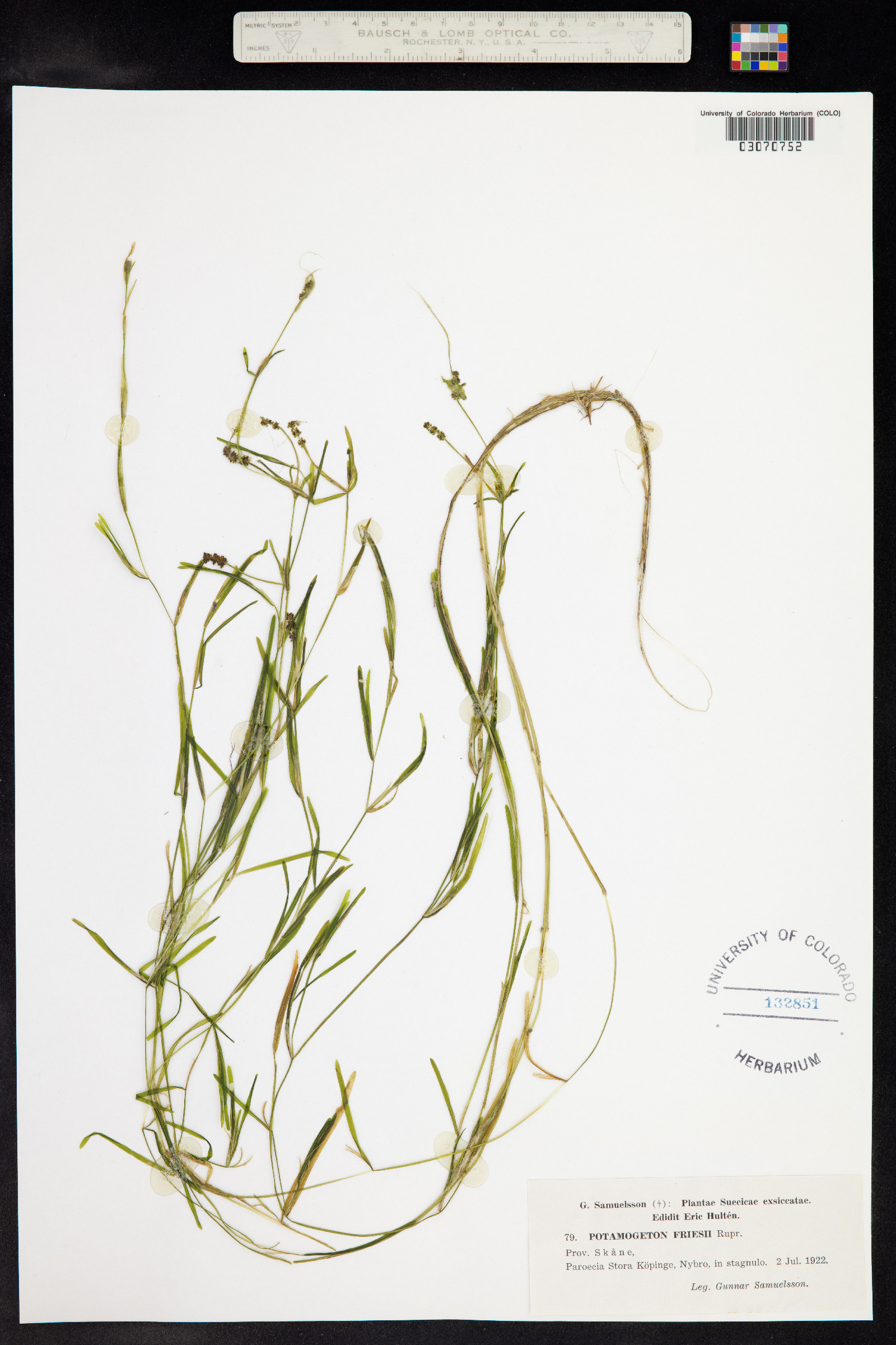 Potamogeton friesii image