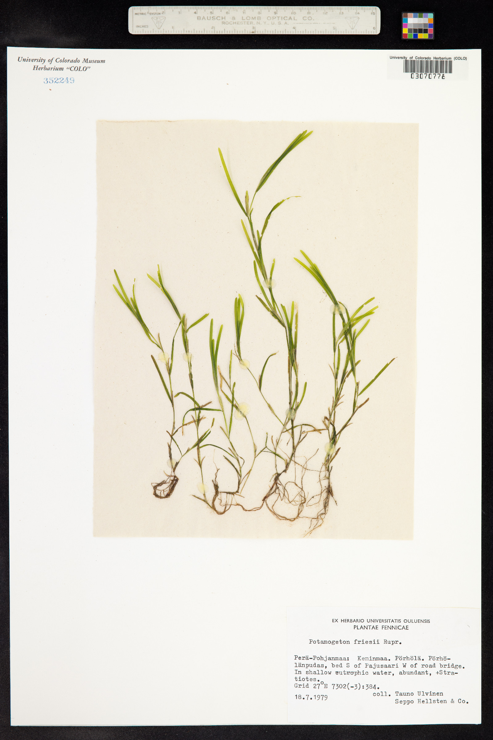 Potamogeton friesii image