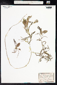 Potamogeton gramineus image