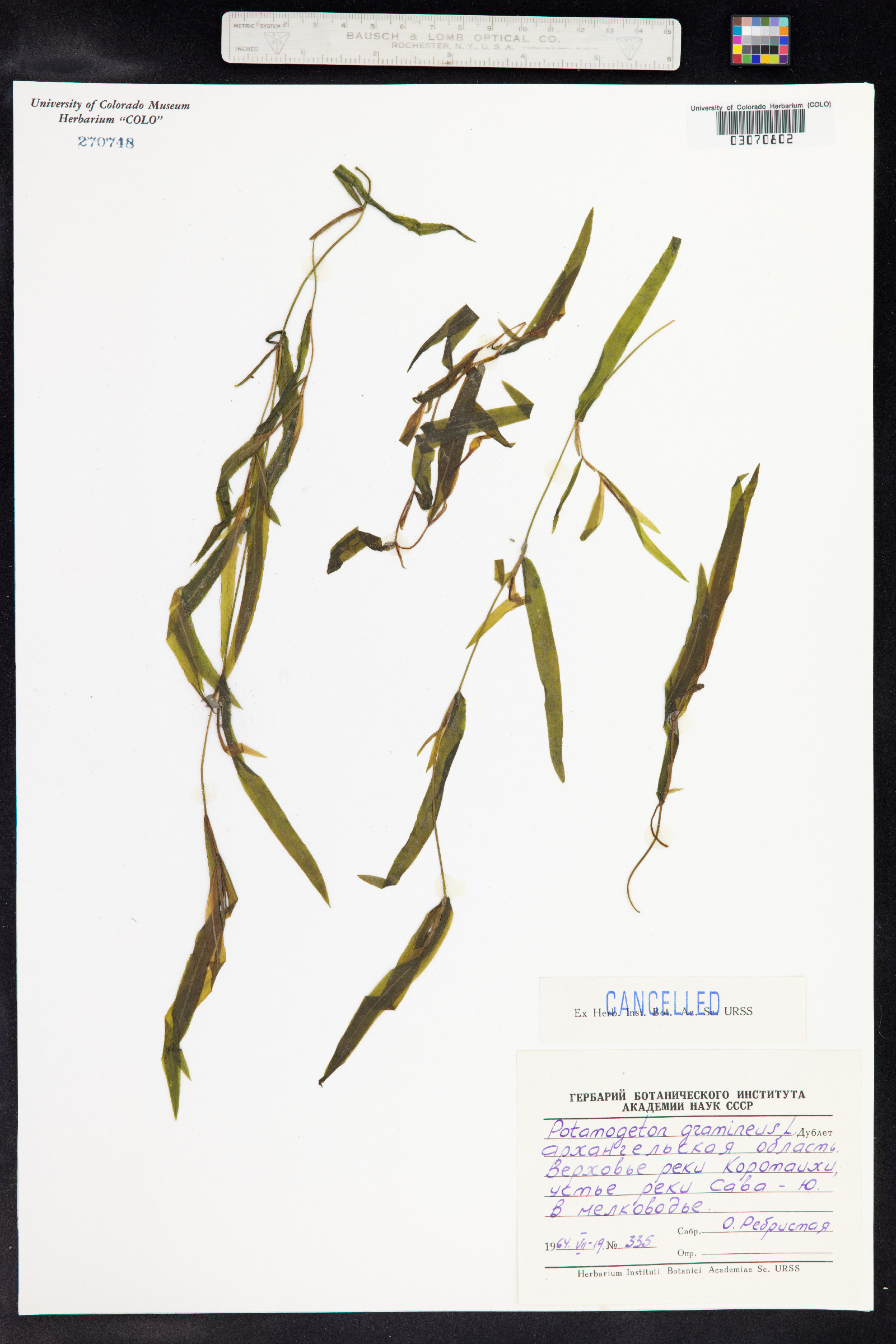 Potamogeton gramineus image