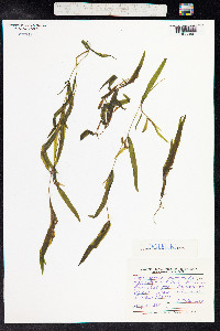 Potamogeton gramineus image