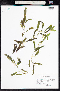 Potamogeton gramineus image
