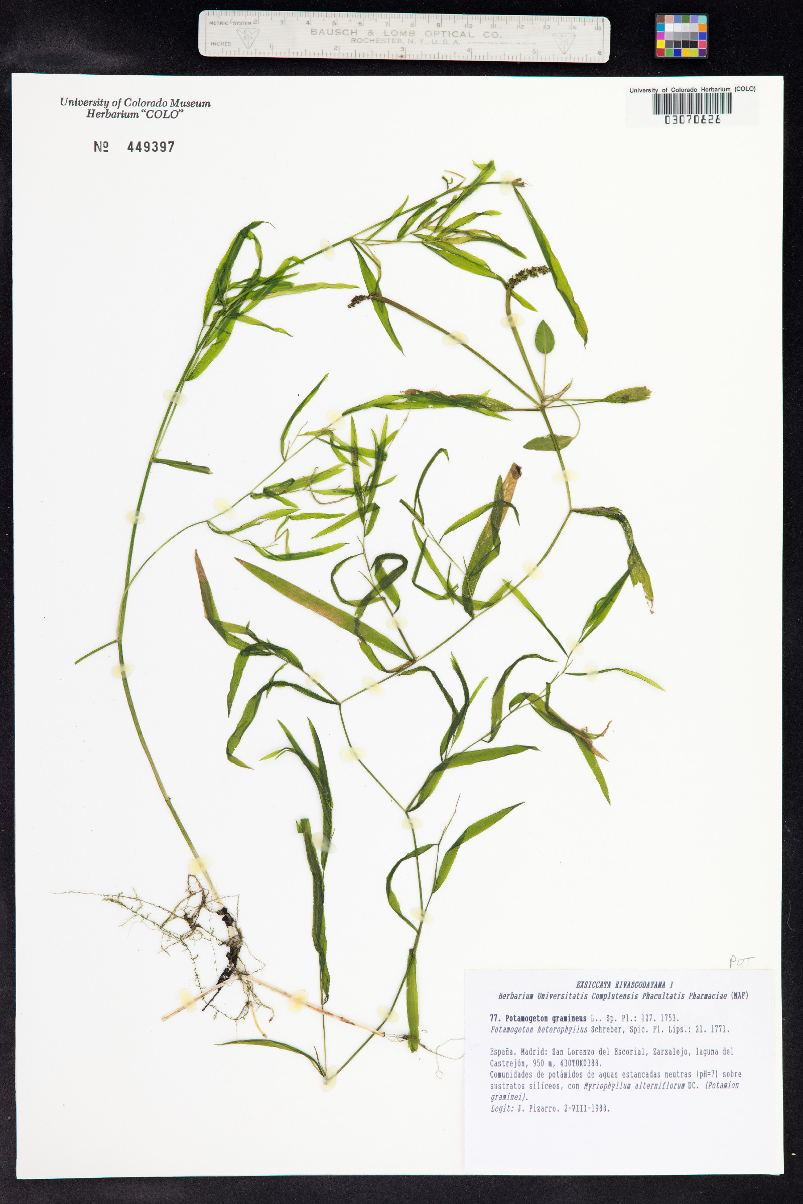 Potamogeton gramineus image