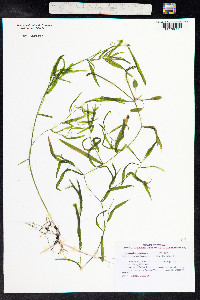 Potamogeton gramineus image