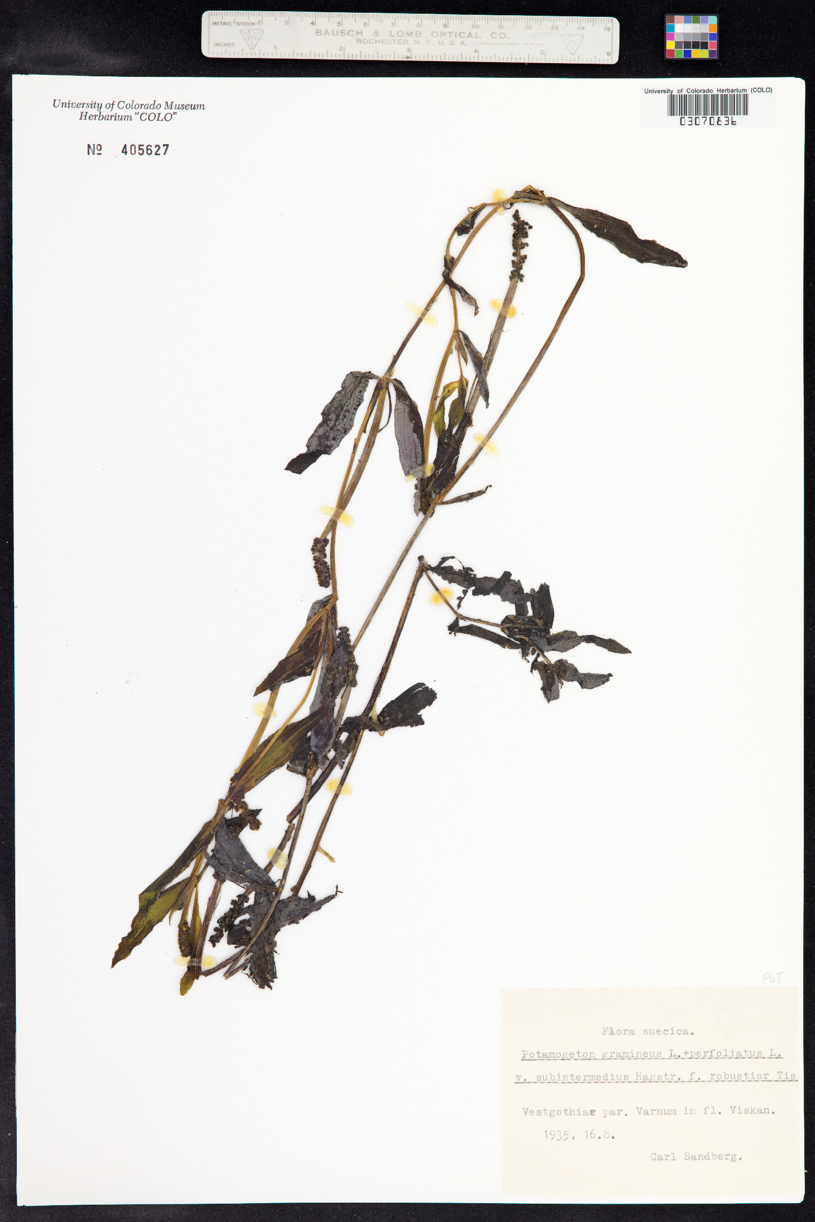 Potamogeton gramineus image
