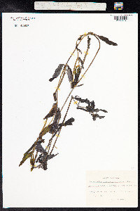 Potamogeton gramineus image