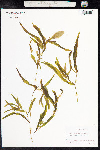 Potamogeton gramineus image