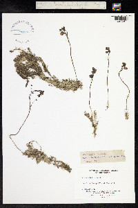 Utricularia vulgaris image