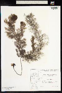 Utricularia vulgaris image