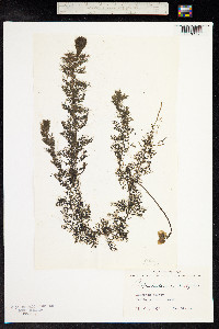 Utricularia vulgaris image