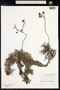 Utricularia vulgaris image