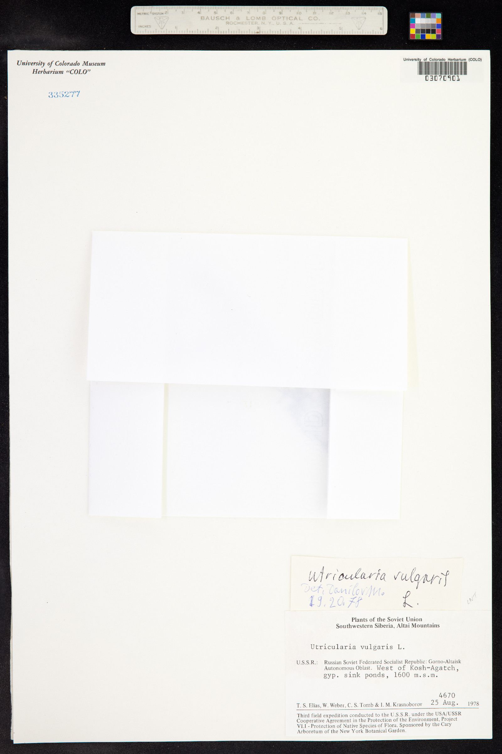 Utricularia vulgaris image