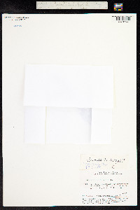 Utricularia vulgaris image