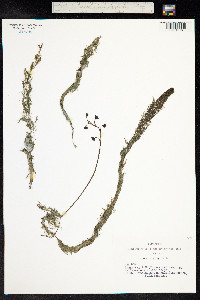 Utricularia vulgaris image