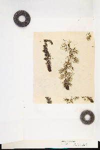 Utricularia vulgaris image
