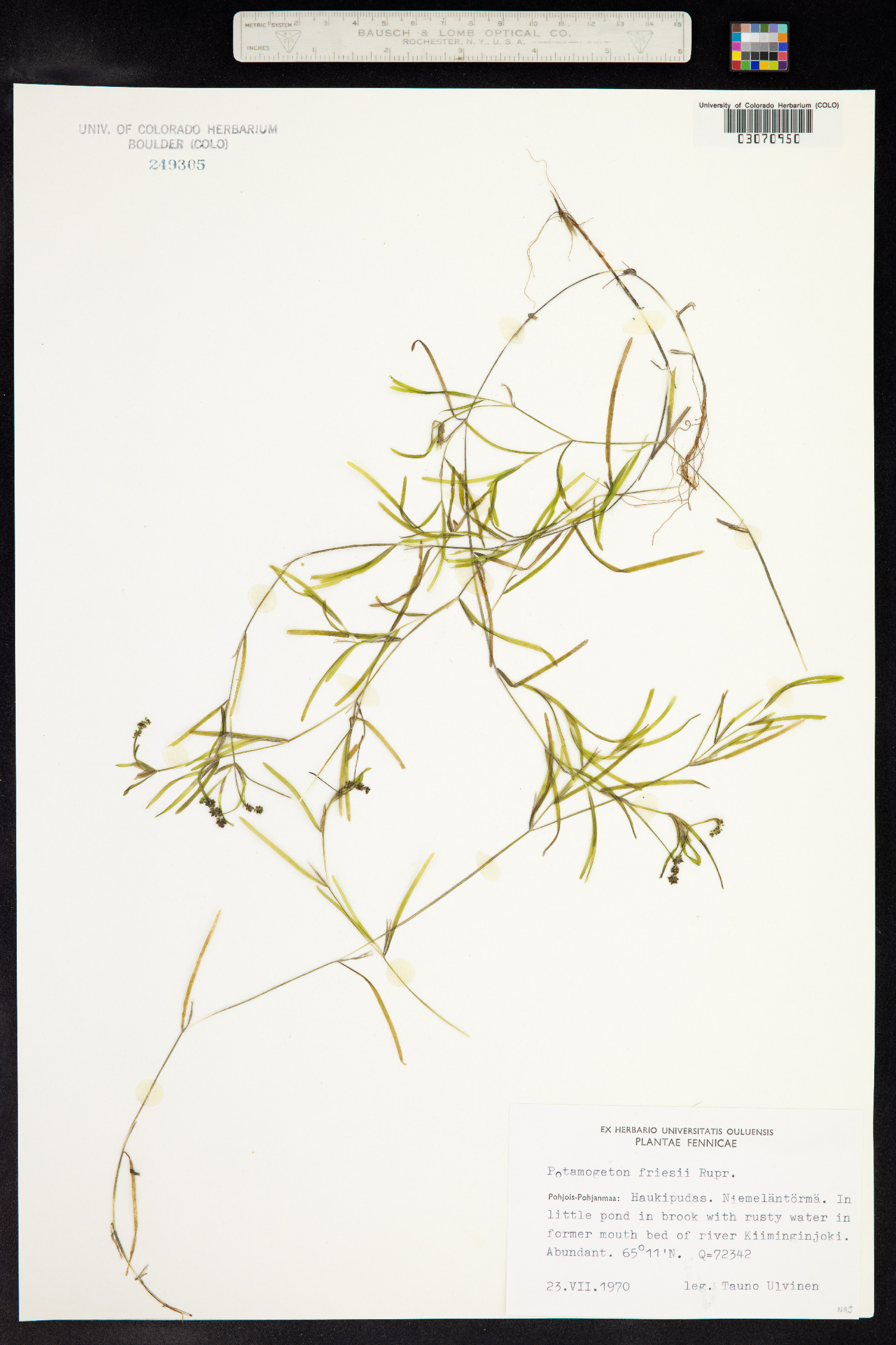 Potamogeton friesii image