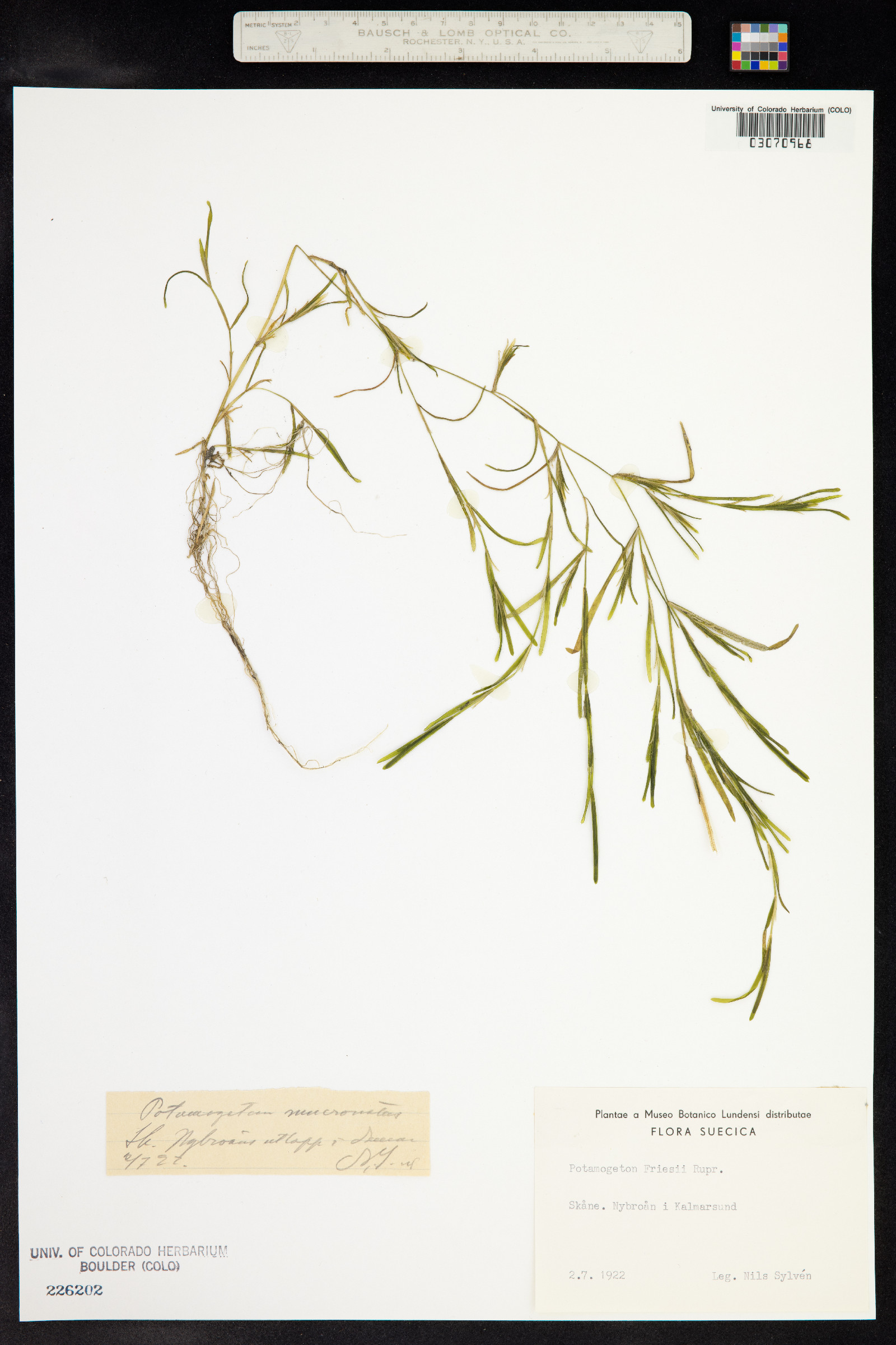 Potamogeton friesii image