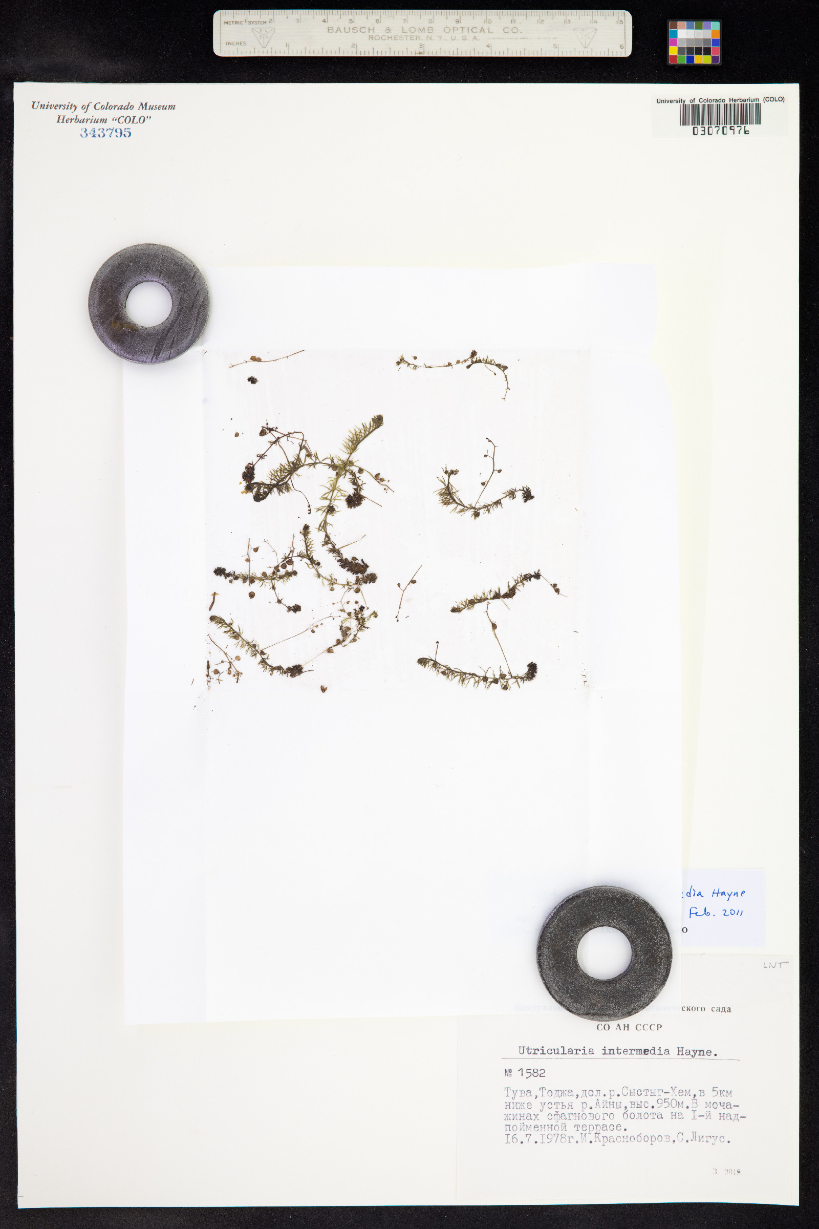 Utricularia intermedia image
