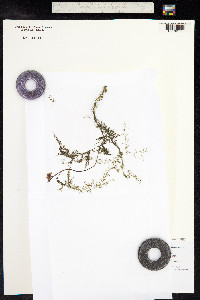 Utricularia australis image