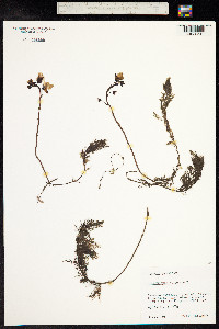 Utricularia vulgaris image