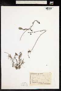 Utricularia vulgaris image