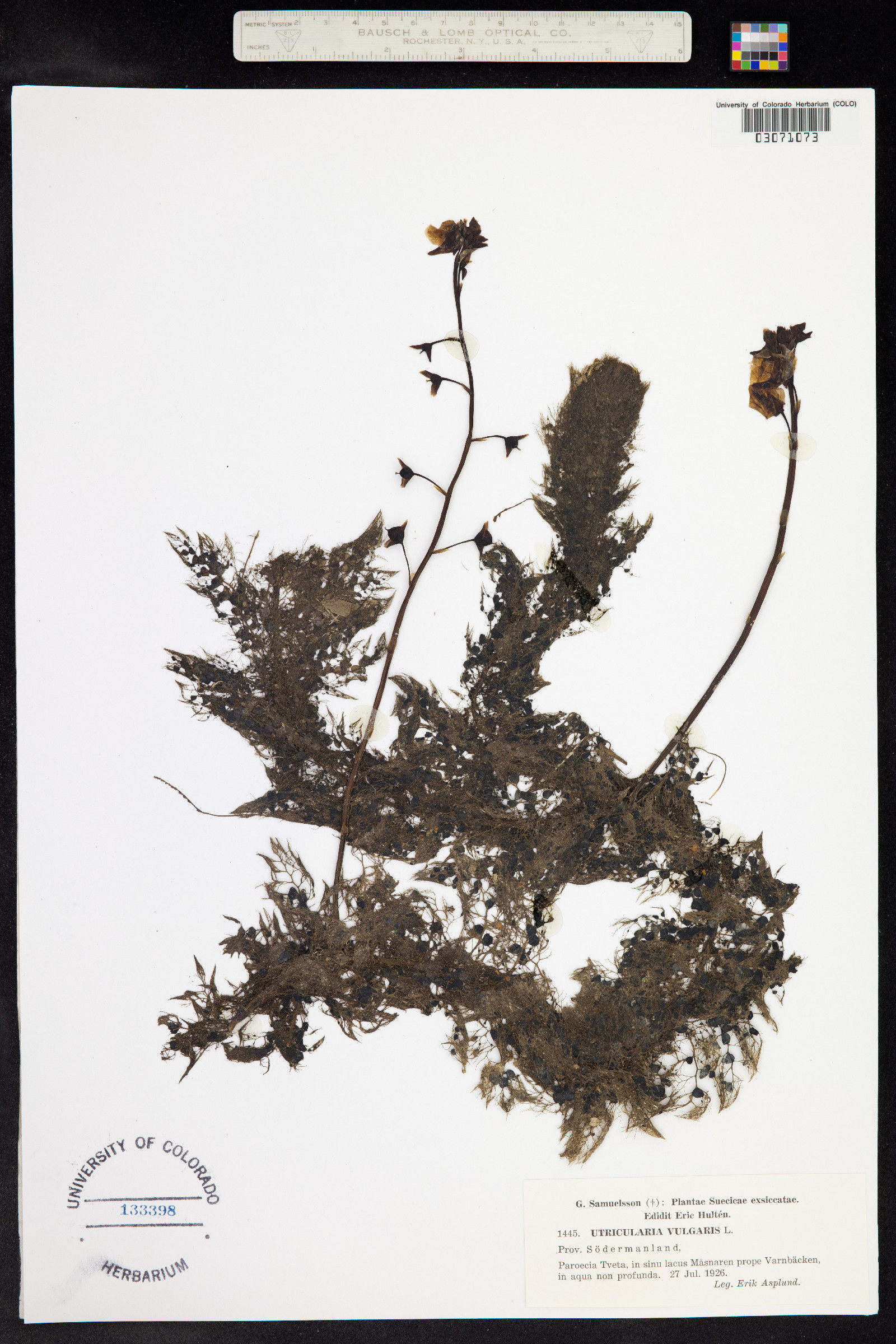 Utricularia vulgaris image