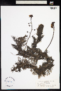 Utricularia vulgaris image
